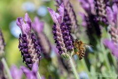 Macrophotographie Macrophotographie