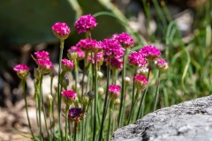 Macrophotographie Macrophotographie