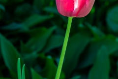 Macrophotographie Macrophotographie