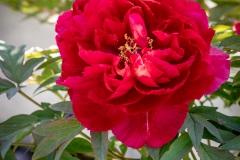 Macrophotographie Macrophotographie