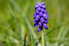 Macrophotographie Macrophotographie