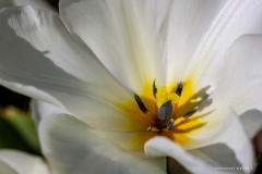 Macrophotographie Macrophotographie