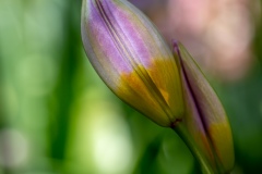 Macrophotographie Macrophotographie