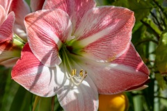 Macrophotographie Macrophotographie