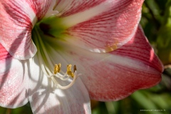 Macrophotographie Macrophotographie