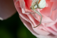 Macrophotographie Macrophotographie