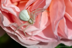 Macrophotographie Macrophotographie
