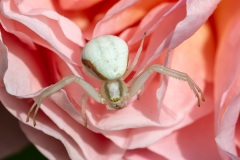 Macrophotographie Macrophotographie