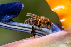 Macrophotographie Macrophotographie