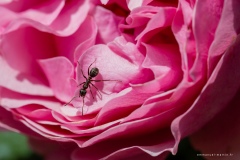 Macrophotographie Macrophotographie
