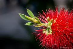 Macrophotographie Macrophotographie