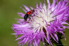 Macrophotographie Macrophotographie