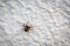 Macrophotographie Macrophotographie