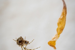 Macrophotographie Macrophotographie