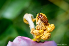 Macrophotographie Macrophotographie