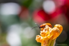 Macrophotographie Macrophotographie