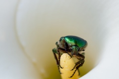 Macrophotographie Macrophotographie