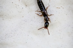 Macrophotographie Macrophotographie
