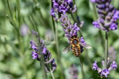 Macrophotographie Macrophotographie