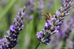Macrophotographie Macrophotographie