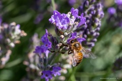Macrophotographie Macrophotographie