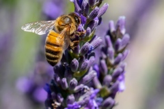 Macrophotographie Macrophotographie