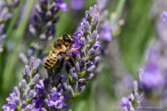 Macrophotographie Macrophotographie