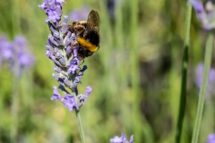 Macrophotographie Macrophotographie