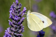Macrophotographie Macrophotographie