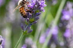 Macrophotographie Macrophotographie