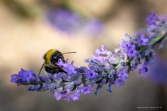 Macrophotographie Macrophotographie