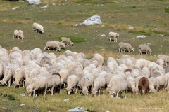 Isère