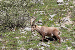 Isère