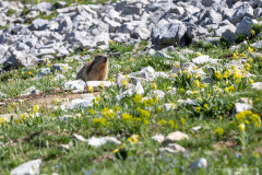 Isère