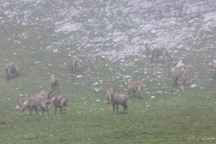 Isère