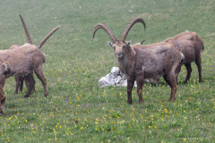 Isère