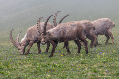 Isère
