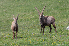 Isère