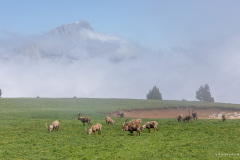 Isère