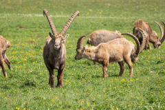 Isère