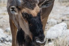 Namibie Namibie