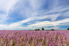 Provence-Alpes-Côte d'Azur